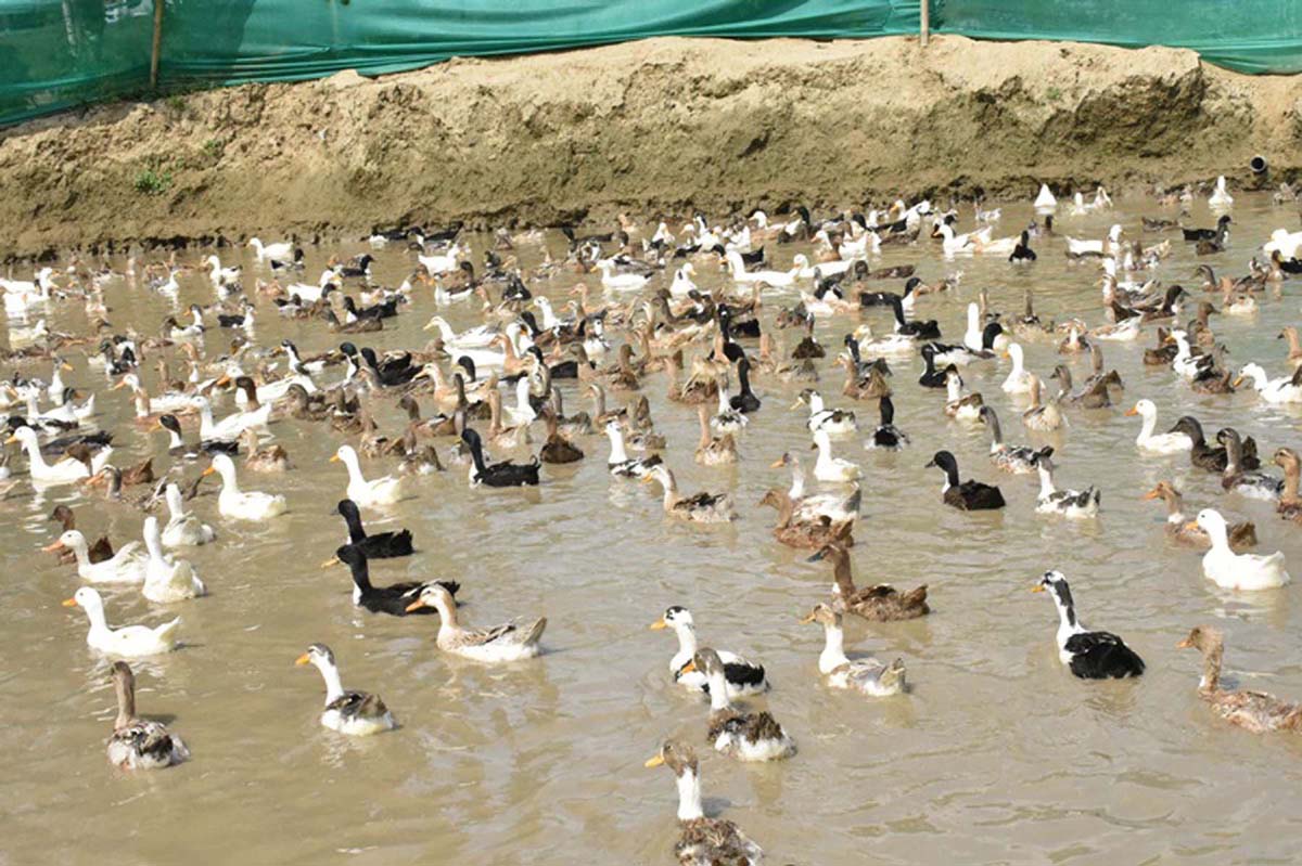 बन्दाबन्दीले बिकेनन् हाँस, किसानलाई दाना खुवाउन धौधौ